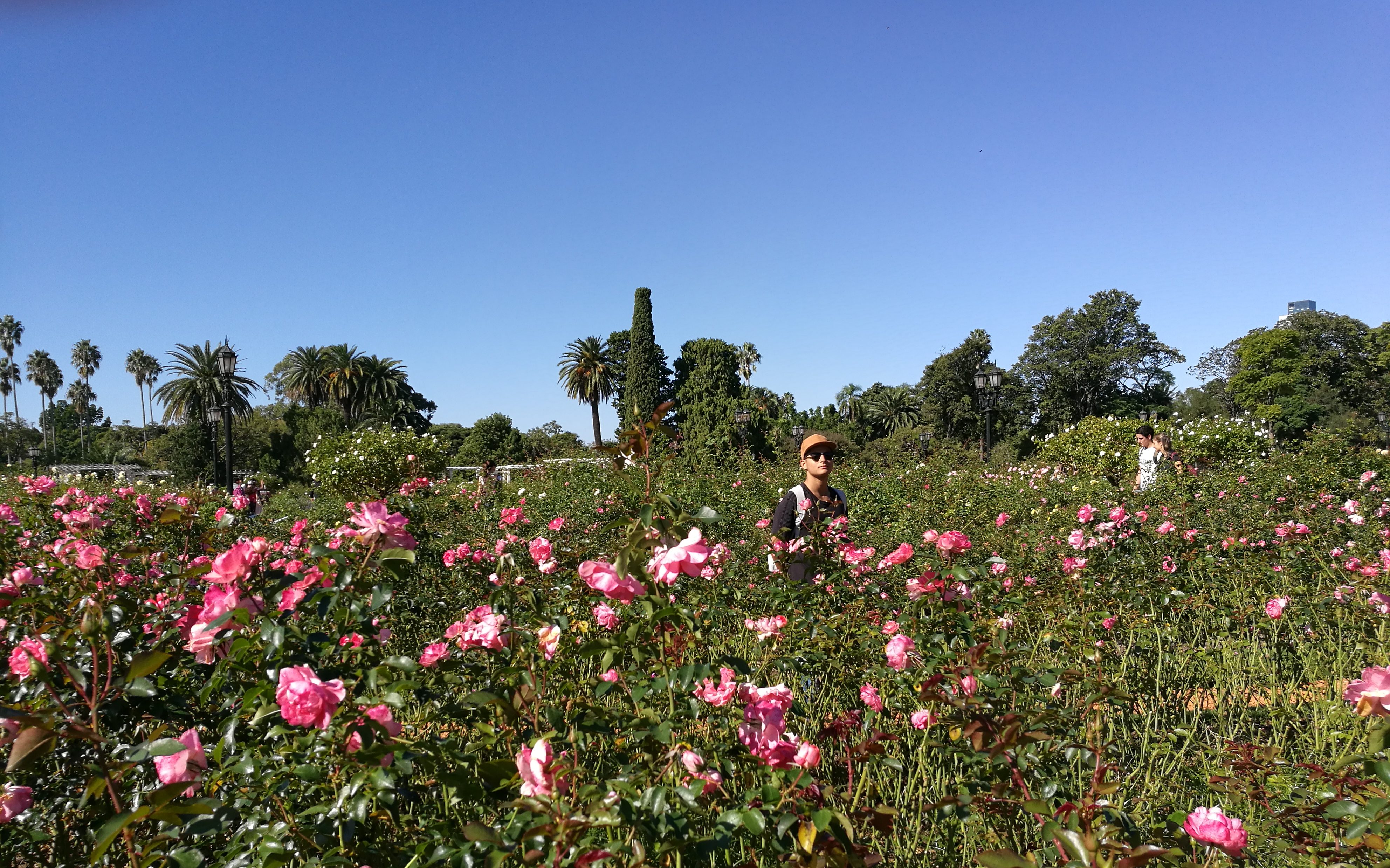 Benjamín Cedeño diario rosas