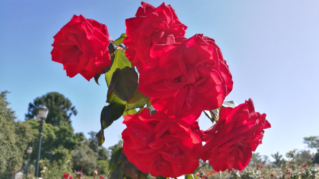 Benjamín Cedeño diario rosas