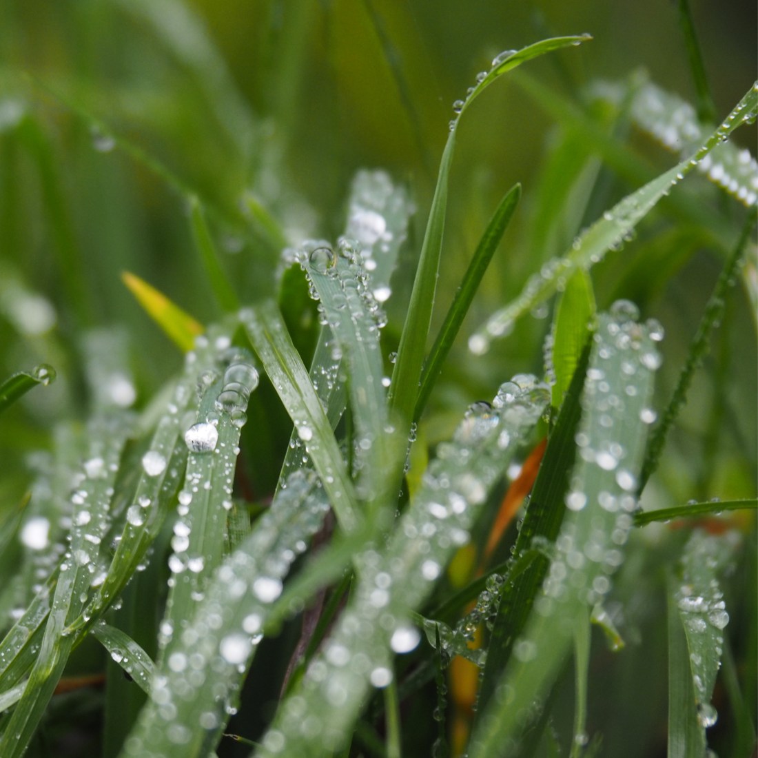 benjamin cedeno benjamín cedeño blog poesía maleza